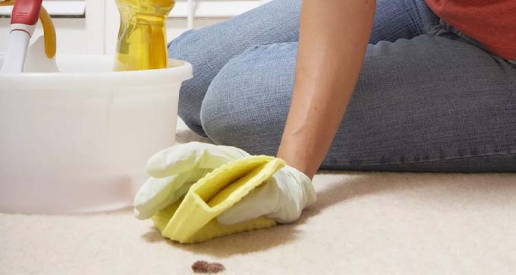 شستشوی فرش نجس شده | احکام و نکات شستن فرش نجس